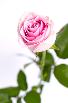 ベビーピンクのバラの花束