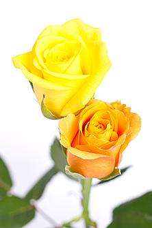オレンジミックスのバラの花束