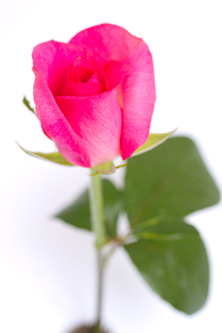 ピンク色のバラの花束