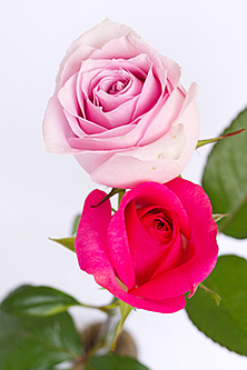ピンクミックスのバラの花束